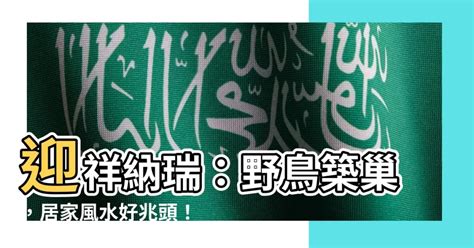 鳥築巢 風水|【鳥築巢吉兆】迎祥納瑞：野鳥築巢，居家風水好兆。